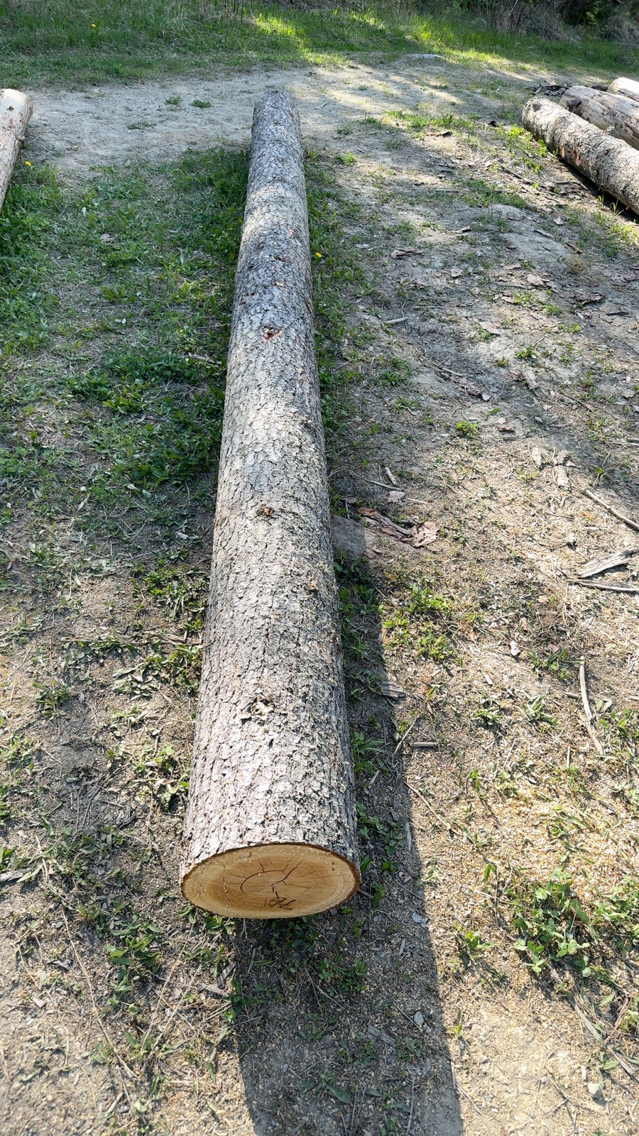 A Douglas Fir log at the Eagle Bay field test site